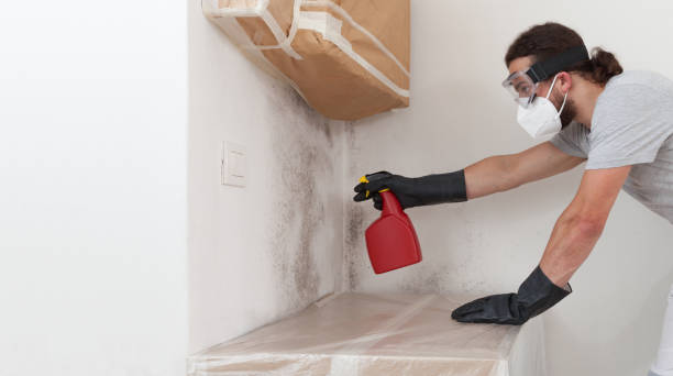 Professional Mold Cleanup technician working in Essex Fells, NJ