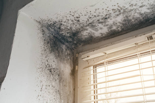 Affordable Mold Cleanup solutions in Essex Fells, NJ